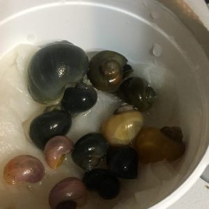 Mystery snails placed into cup prior to shipping