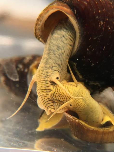 Adult Yellow Rabbit snails