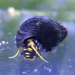 Yellow Spotted Rabbit Snail