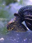 Yellow Spotted Rabbit Snail