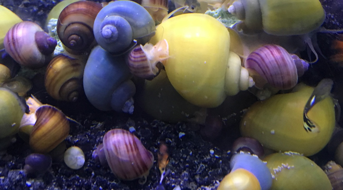 mystery snails