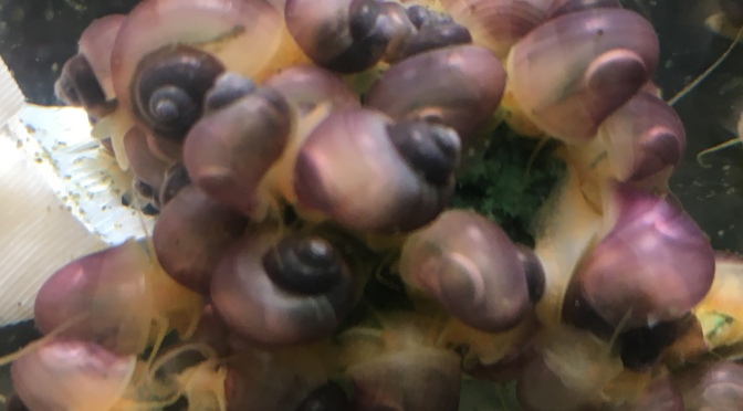 Magenta and ivory mystery snails for sale