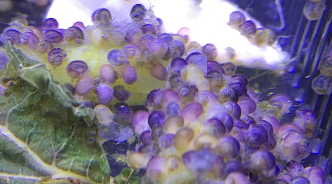 Join FL Mystery Snails on band for current pictures and videos of Available Snails